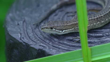 lagarto de hierba japonés se encuentra sobre una superficie plana con hojas de hoja larga