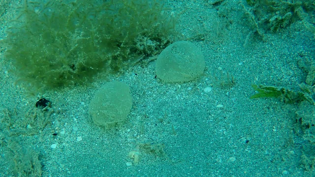 두 개의 젤리 모양의 달이 은 바닥에 있습니다. 달의 보호 데기는 바다 풀 사이에 바닥에 붙어 있습니다. 낮은 각도 촬영, 수중 촬영, 홍해, 이집트 (수중 촬영)