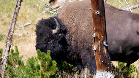 bison eating in yellowstone nationalpark