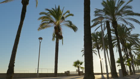 Hand-held-shot-through-lush-palm-tree-grove-on-a-street-near-beach-during-vibrant-summer-day-with-crystal-clear-blue-skies