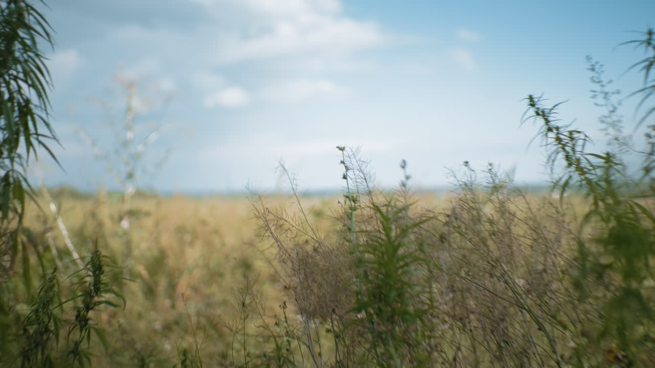 산란한 구름과 함께 은 파란 하늘 아래 광활한 농장 땅에서 울창한 초록색과 높은 관목의 클로즈업, 경치 좋은 자연 배경