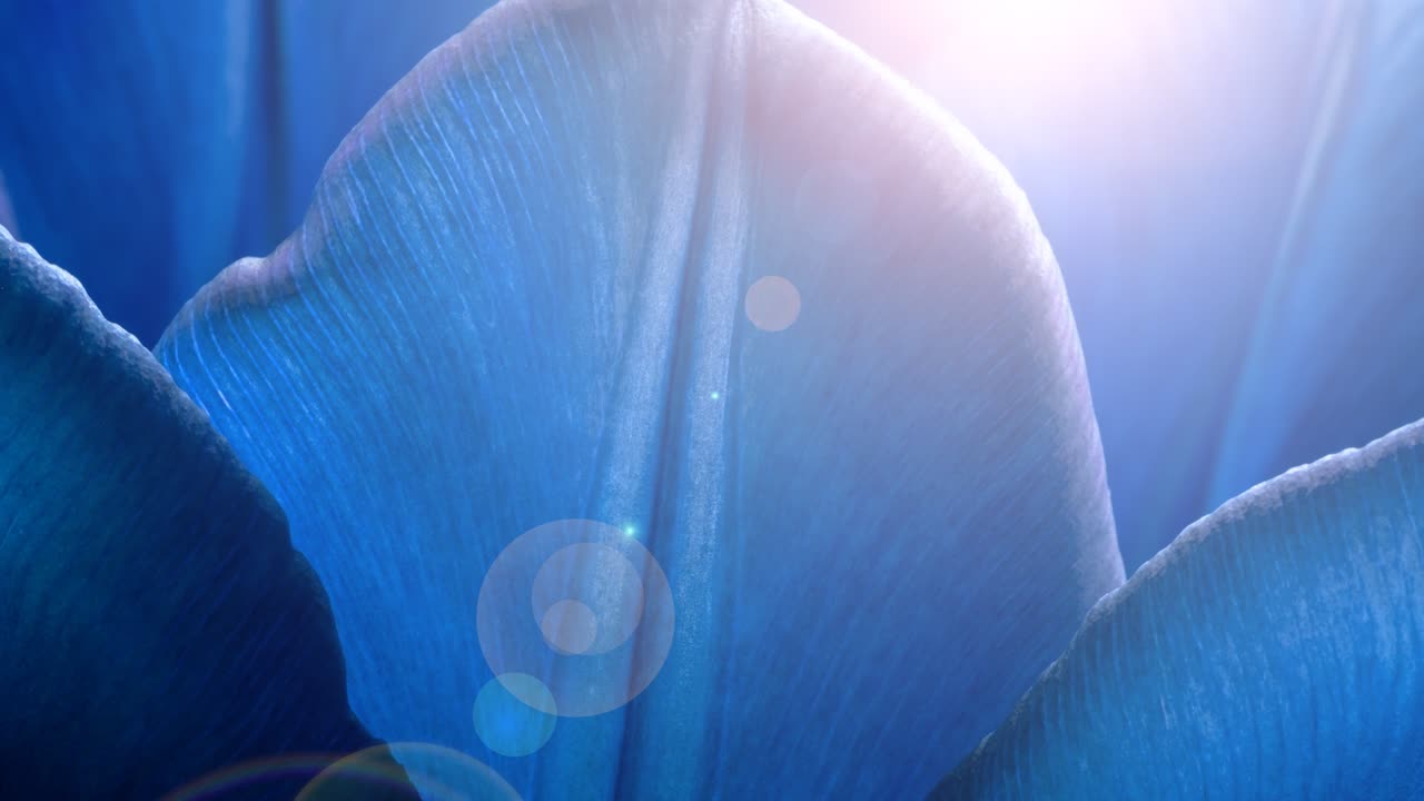 트렌디한 파란색 립의 잎자루가 빛과 빛으로 클로즈업됩니다. 16x9 4k 비디오 고품질.