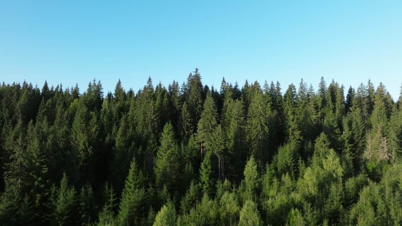 Dense green forest under a clear blue sky captured from an aerial view