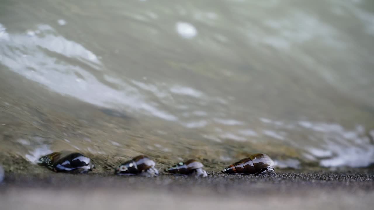Slow motion video of the river wall with river snails clinging and moving on it - Subulina octona, Sumpil