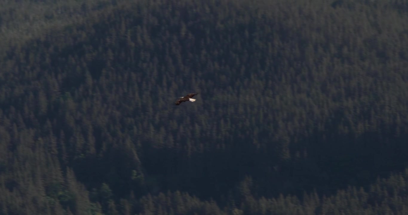Havørn svever over byen Juneau, Alaska