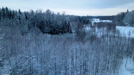 small and big pine trees covered with white snow in the winter wonderland of poland