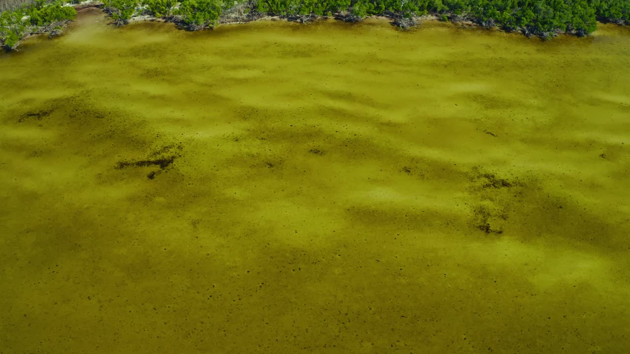 Acqua costiera poco profonda con chiazze di alghe e sedimenti visibili vicino a una fitta costa di foresta di mangrovie sotto la luce naturale del giorno in un ecosistema tranquillo