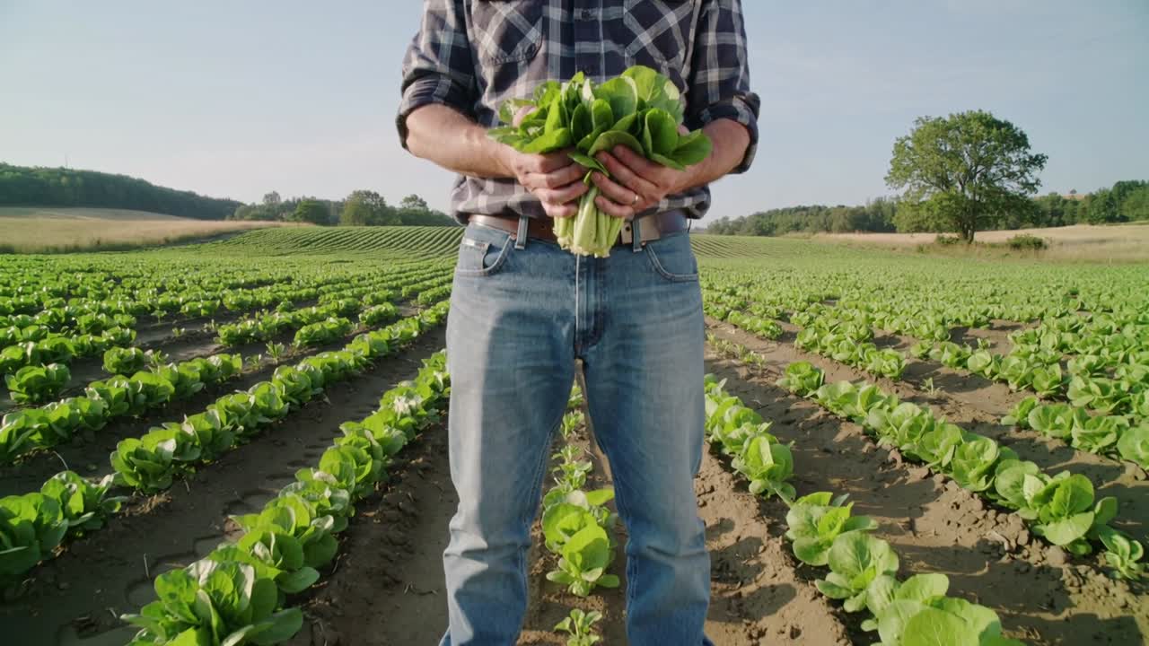 Granjero con camisa de cuadros en el campo ajustando lechugas para la cosecha mientras la cámara se acerca, botas