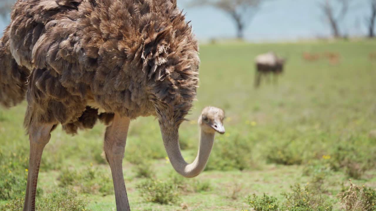 Struzzo femmina in piedi in un paesaggio erboso aperto con sfocatura dello sfondo morbida vicino a un grande lago d'acqua dolce in Kenya
