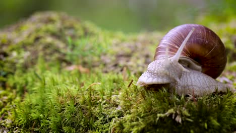 Helix-Pomatia-También-Caracol-Romano,-Caracol-De-Borgoña