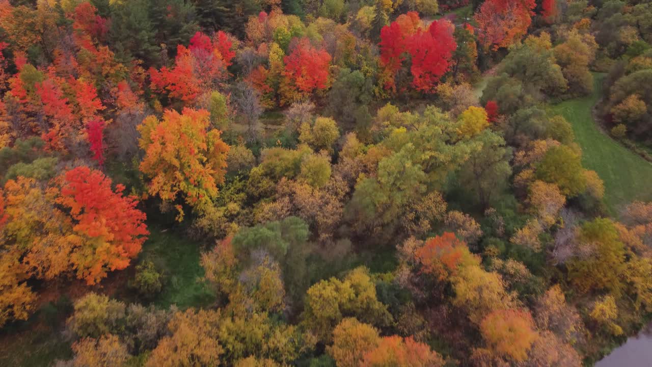 vista aérea de arriba hacia abajo de bosques y árboles en un día de otoño, nublado y malhumorado