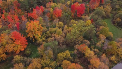 Top-down-aerial-view-of-woods-and-trees-in-a-fall,-cloudy,-moody-day