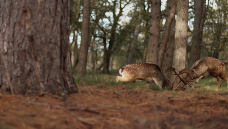 fallow deer fighting in a forest