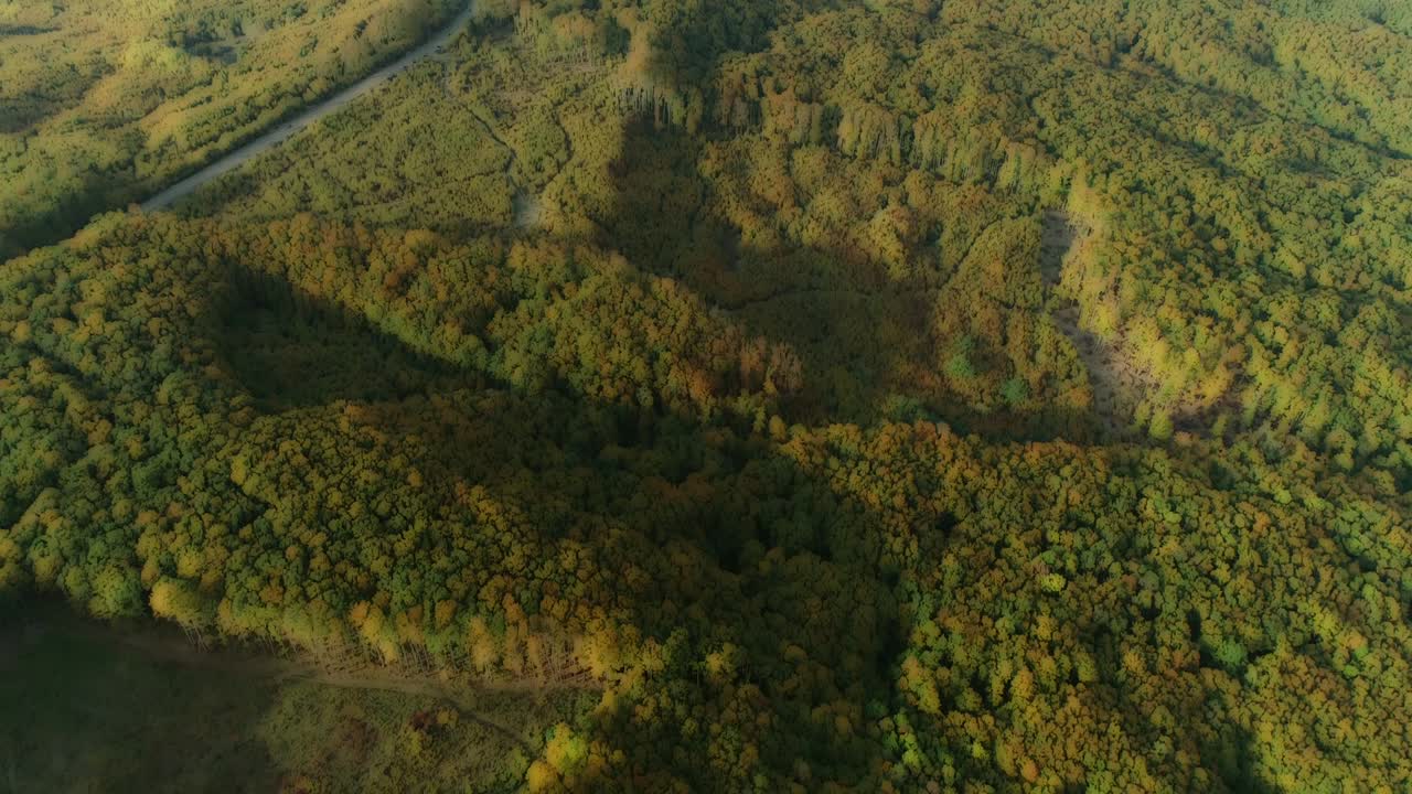 hermoso efecto borroso de la luz del sol brillante que brilla a través de las hojas frescas de los árboles en el bosque.