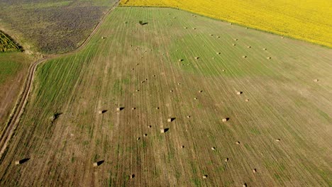 Rounded-hay-bales-on-farm-land-next-to-vast-yellow-sunflower-field,-drone-reveal