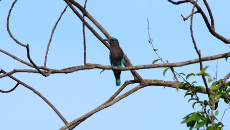 The-Indian-Roller-is-common-in-Thailand,-readily-seen-when-travelling-to-the-province-and-national-parks