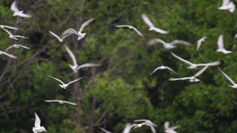 terns are seabirds that can be found all throughout the world at sea, rivers, and other wider bodies of water