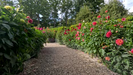 a steady camera glides along a gravel path bordered by vibrant dahlias in a lush, sunlit botanical garden, capturing colorful blooms and greenery