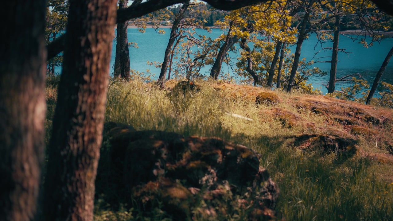 Alberi che crescono sulla collina vicino alla riva del mare, colori autunnali.