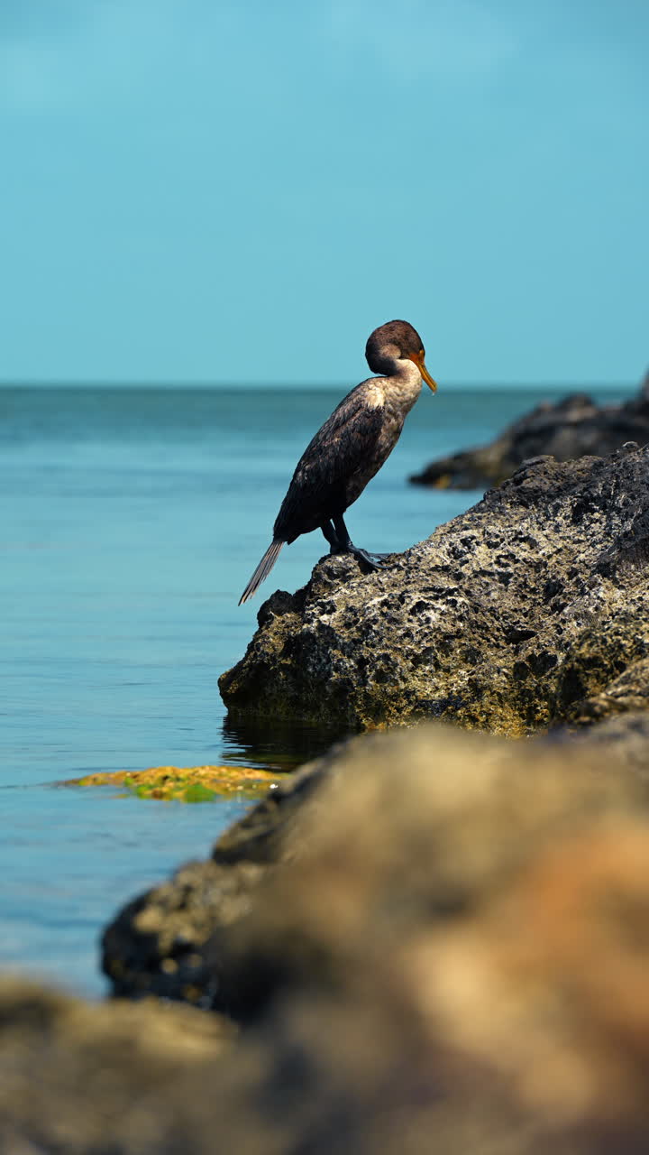 Cormorano dal doppio ciuffo in piedi sulle rocce vicino al mare. Profilo di un uccello marino scuro che riposa su una costa rocciosa sotto la luce intensa del sole. Key West, Florida, USA