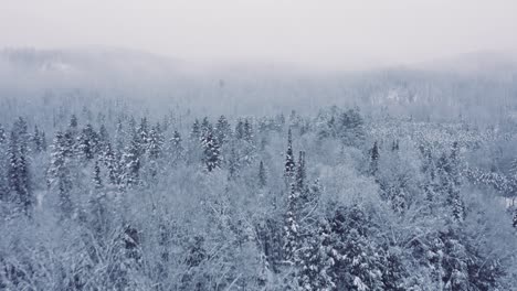 Foggy-Winter-Landscape---Drone-Flying-4K---Mountains---Trees,-rivers,-snowy---Cinematic-trees