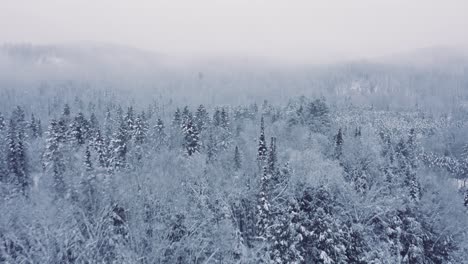 Neblige-Winterlandschaft---Drohnenfliegen-4k---Berge---Bäume,-Flüsse,-Schneebedeckte---Filmische-Bäume