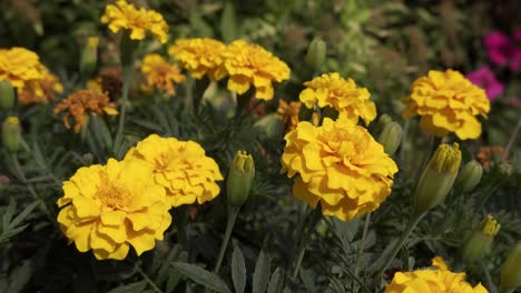 yellow aztec marigold flowers  in slight breeze