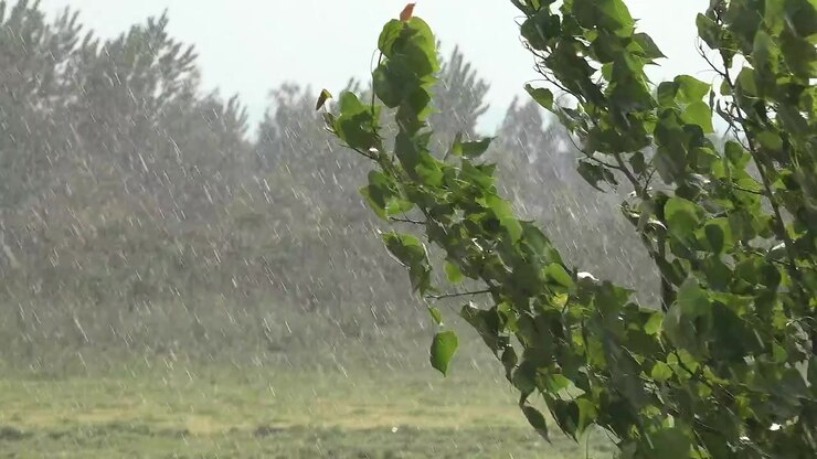 Heavy Rain Falling on Green Trees in a Field