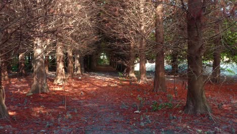 Cinematic-aerial-low-reverse-flyover-capturing-path-through-Bald-Cypress-grove-with-reddish-brown-needles-carpet-under-a-natural-archway