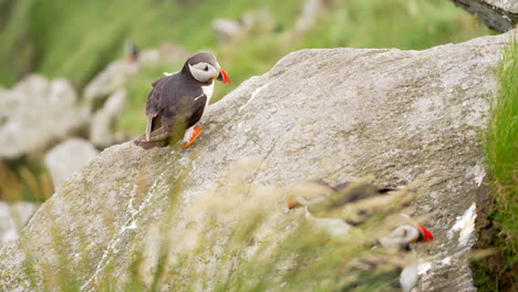 Drei-Papageientaucher-Auf-Einer-Klippe-In-Norwegen-An-Einem-Windigen-Tag,-Zeitlupe