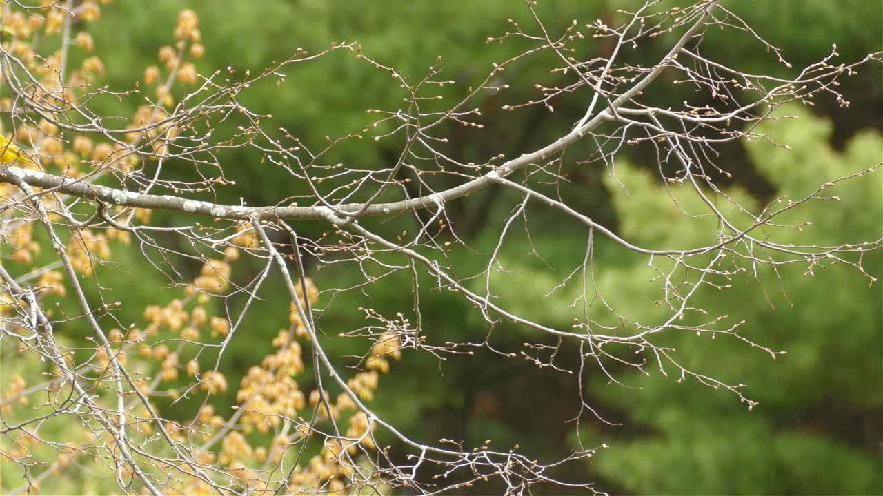 4K tiny little american yellow warbler, setophaga petechia hopping on tree branch with green forest background, hop out from the left side frame - static shot