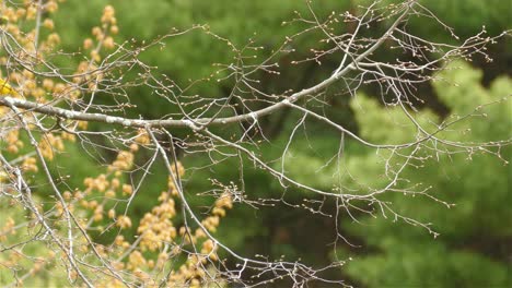 4.000 diminutos currucos amarillos americanos, setophaga petechia saltando sobre una rama de árbol con fondo de bosque verde, saltando desde el marco del lado izquierdo - toma estática