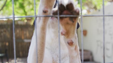 perro abandonado encerrado en un refugio