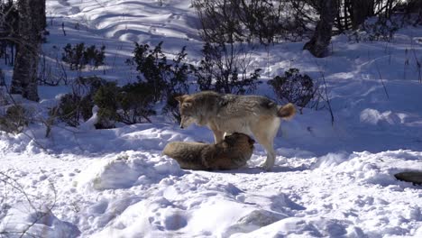 two norwegian wolves in snowy winter wilderness - one wolf sleeping on ground with the other sniffing and wagging his tale while looking at his flock member - static slow motion