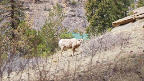 Mountain-Goat-Standing-Alone-On-Mountain-Side-Eating-Dry-Grass