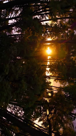 sunset through the forest canopy