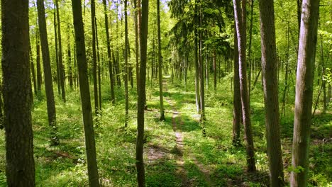 Fliegen-Zwischen-Den-Bäumen-Im-Frühlingswald.