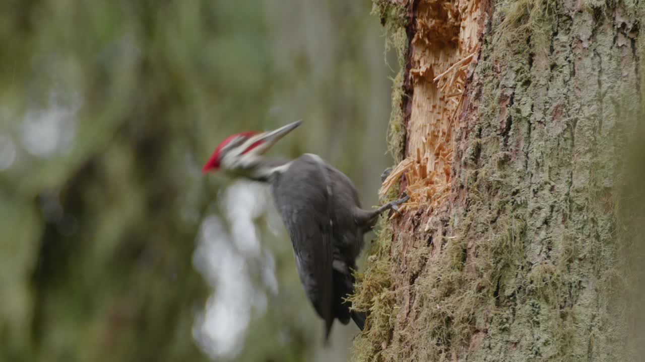 el pájaro carpintero maleado perfora para la comida