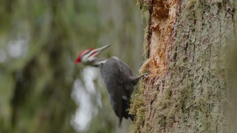 male pileated woodpecker drilling for food