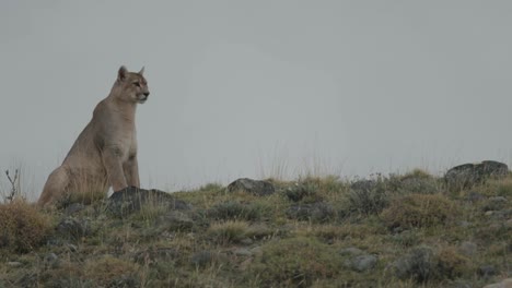 puma inspeccionando el horizonte en la cima de una colina