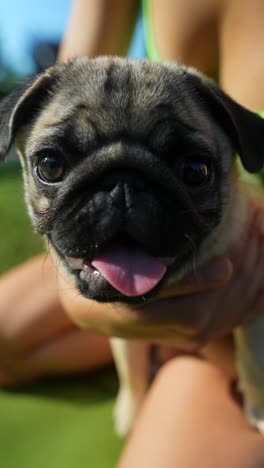 pug puppy in a woman's hands on the grass