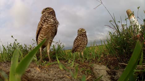 Zwei-Grabende-Eulen-Bewachen-Ihr-Nest