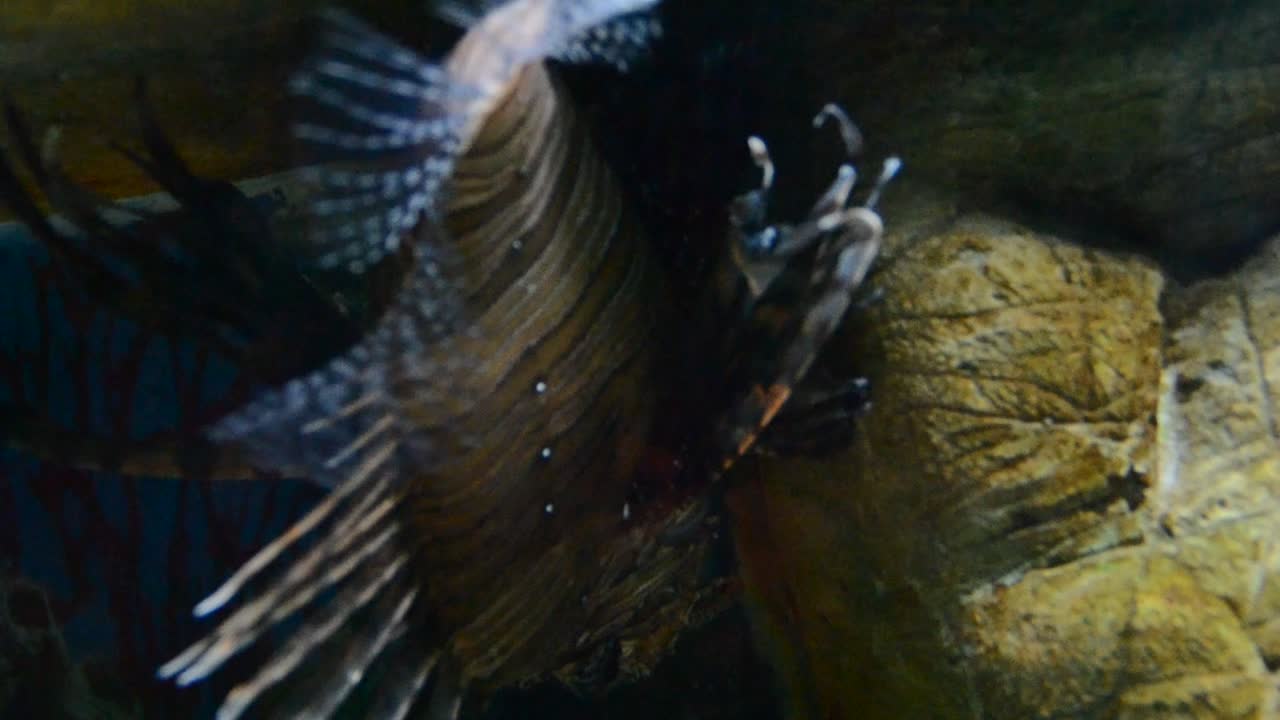 aquarium with fishes