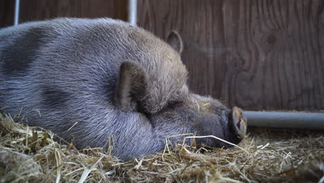 a huge pig sleeps in a pen