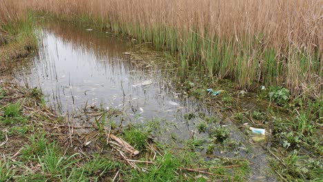 Dead-fish-on-the-lake-shore