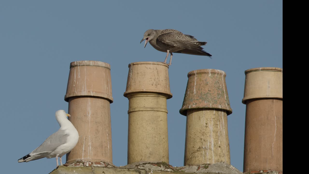 An adult and a juvenile herring gull stand and interact atop weathered chimney stacks under clear daylight in Dundee, Scotland. Static camera, natural light
