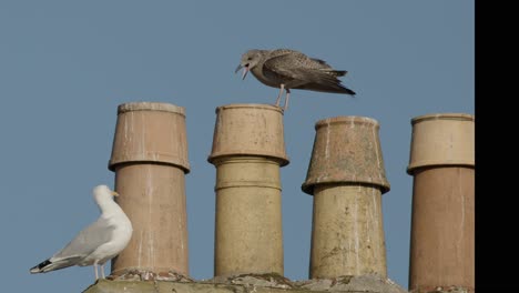 an adult and a juvenile herring gull stand and interact atop weathered chimney stacks under clear daylight in dundee, scotland. static camera, natural light