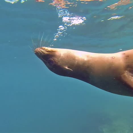 Free-divers-filming-a-Galapagos-Sea-Lion-underwater-at-Champion-Island-off-Floreana-Island-Island-in-Galapagos-National-Park-Ecuador-1