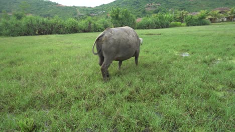 Vaca-Caminando-Por-Un-Campo-Fangoso-En-Indonesia