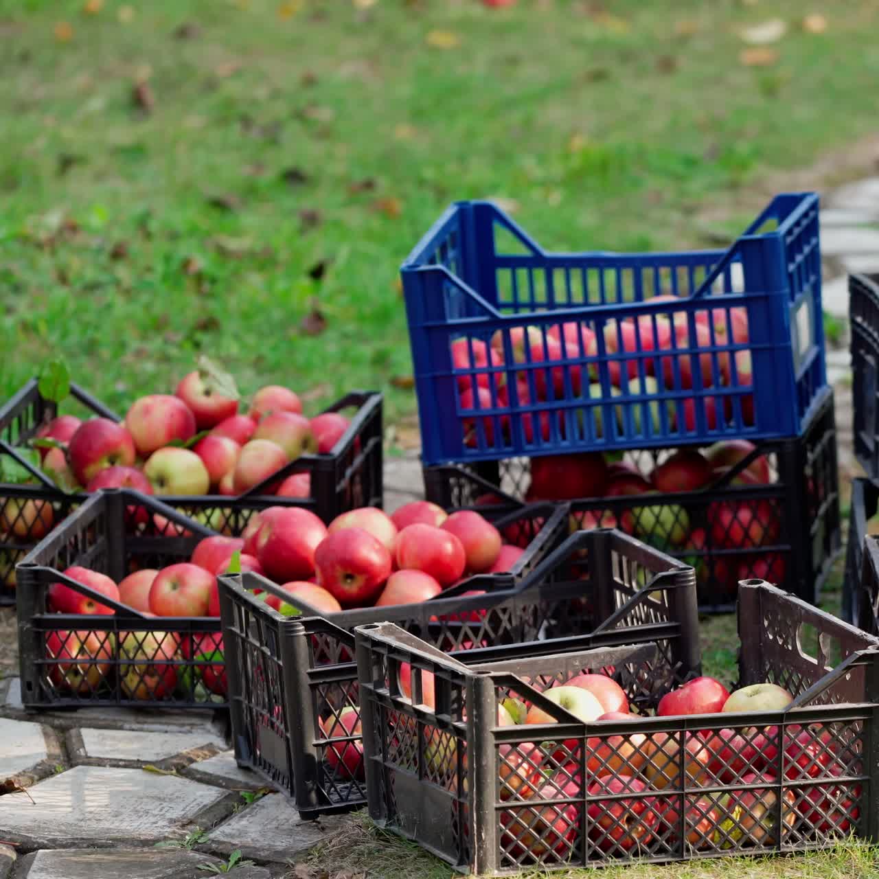 Apple harvest. Man pours juicy, ripe, freshly picked apples from baskets into large boxes. Farm orchard. Autumn sunny day. Agriculture